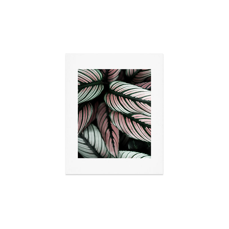Calathea Whitestar Leaves photography by Ingrid Beddoes  Art Print Gallery Image 1