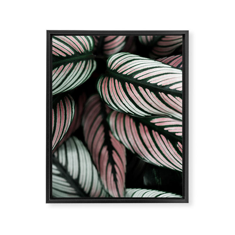 Calathea Whitestar Leaves photography by Ingrid Beddoes  Framed Canvas Print Gallery Image 6