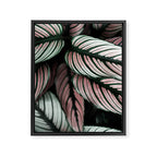 Calathea Whitestar Leaves photography by Ingrid Beddoes  Framed Canvas Print Gallery Image 6