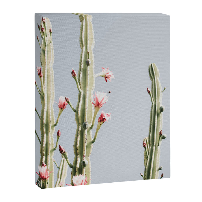Cereus Cactus Blush - Desert Cactus - Pink Flowers - Travel Nature photography by Ingrid Beddoes Canvas Print Gallery Image 1