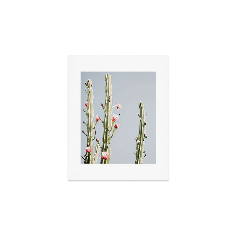 Cereus Cactus Blush - Desert Cactus - Pink Flowers - Travel Nature photography by Ingrid Beddoes Art Print