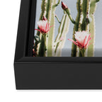 Cereus Cactus Blush - Desert Cactus - Pink Flowers - Travel Nature photography by Ingrid Beddoes Framed Canvas Print Gallery Image 3