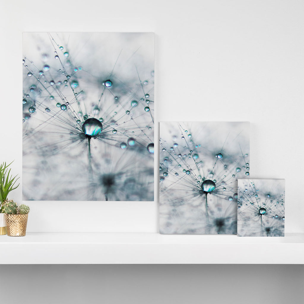 Dandelion Blue - Elegant Flower photography by Ingrid Beddoes Canvas Print Gallery Image 3