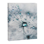 Dandelion Blue - Elegant Flower photography by Ingrid Beddoes Canvas Print Gallery Image 3