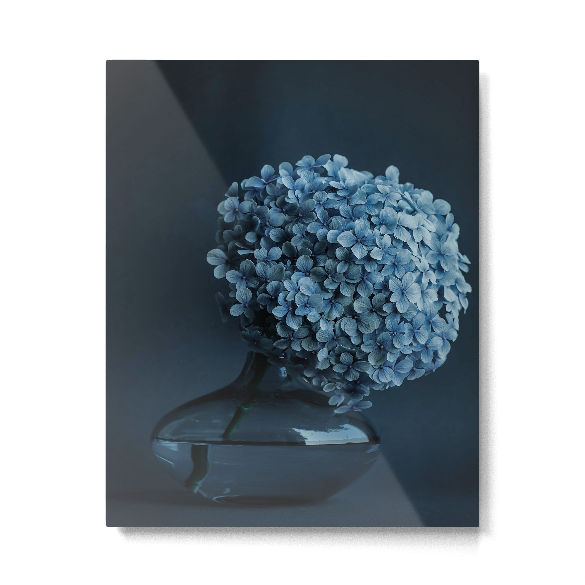 Flowers - Dark Blue Hydrangea Still Life Metal Print Gallery Image 6