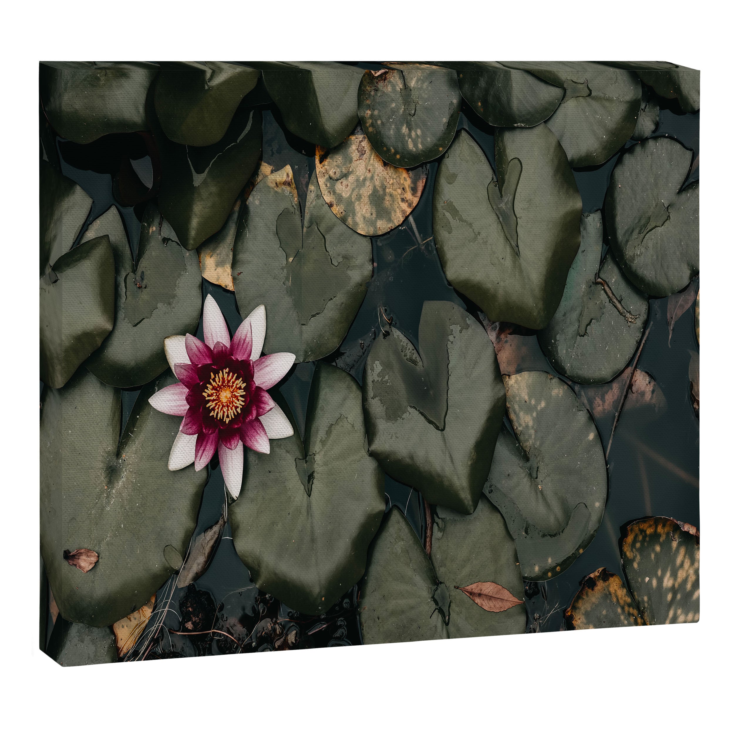 Lily Pond Canvas Print Gallery Image 12