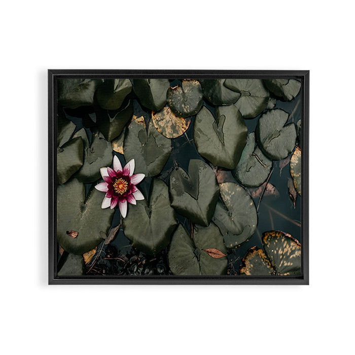 Lily Pond Framed Canvas Print Gallery Image 1