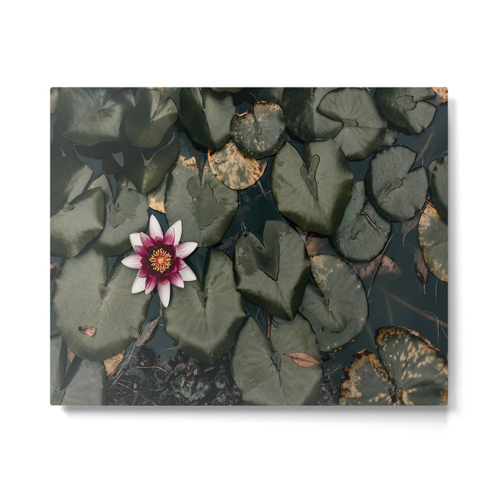 Lily Pond Metal Print Gallery Image 1