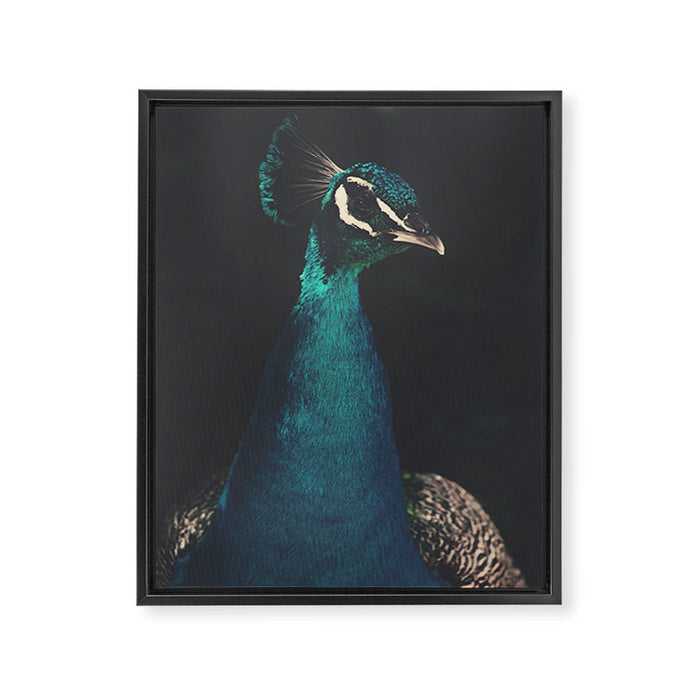 Peacock and Proud - Beautiful Bird photography by Ingrid Beddoes Framed Canvas Print Gallery Image 1