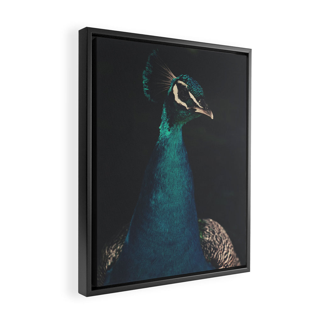 Peacock and Proud - Beautiful Bird photography by Ingrid Beddoes Framed Canvas Print Gallery Image 2