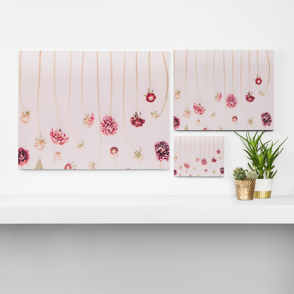 Strawflowers - Pink Flowers by Ingrid Beddoes Canvas Print Gallery Image 3