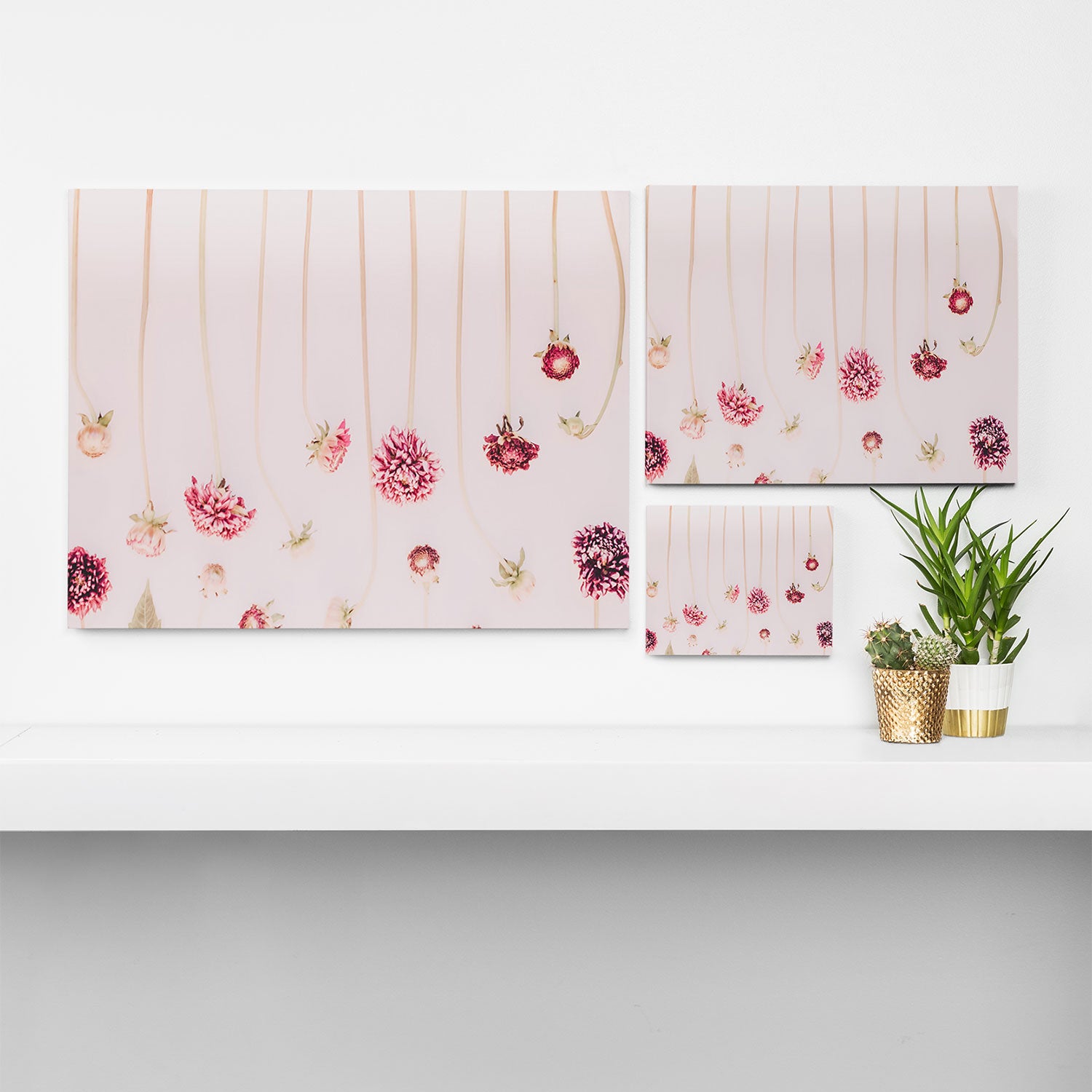 Strawflowers - Pink Flowers by Ingrid Beddoes Canvas Print Gallery Image 3