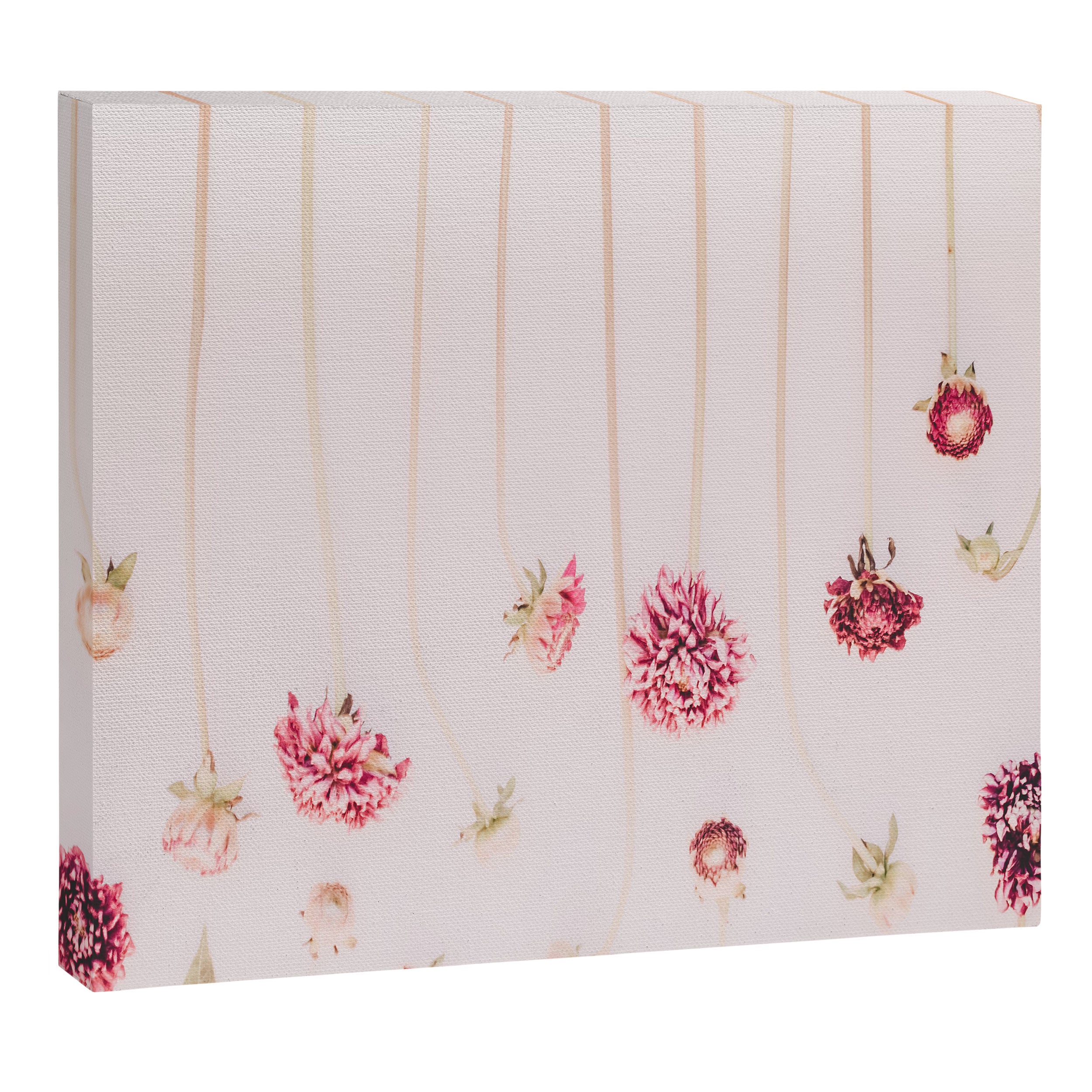 Strawflowers - Pink Flowers by Ingrid Beddoes Canvas Print Gallery Image 12
