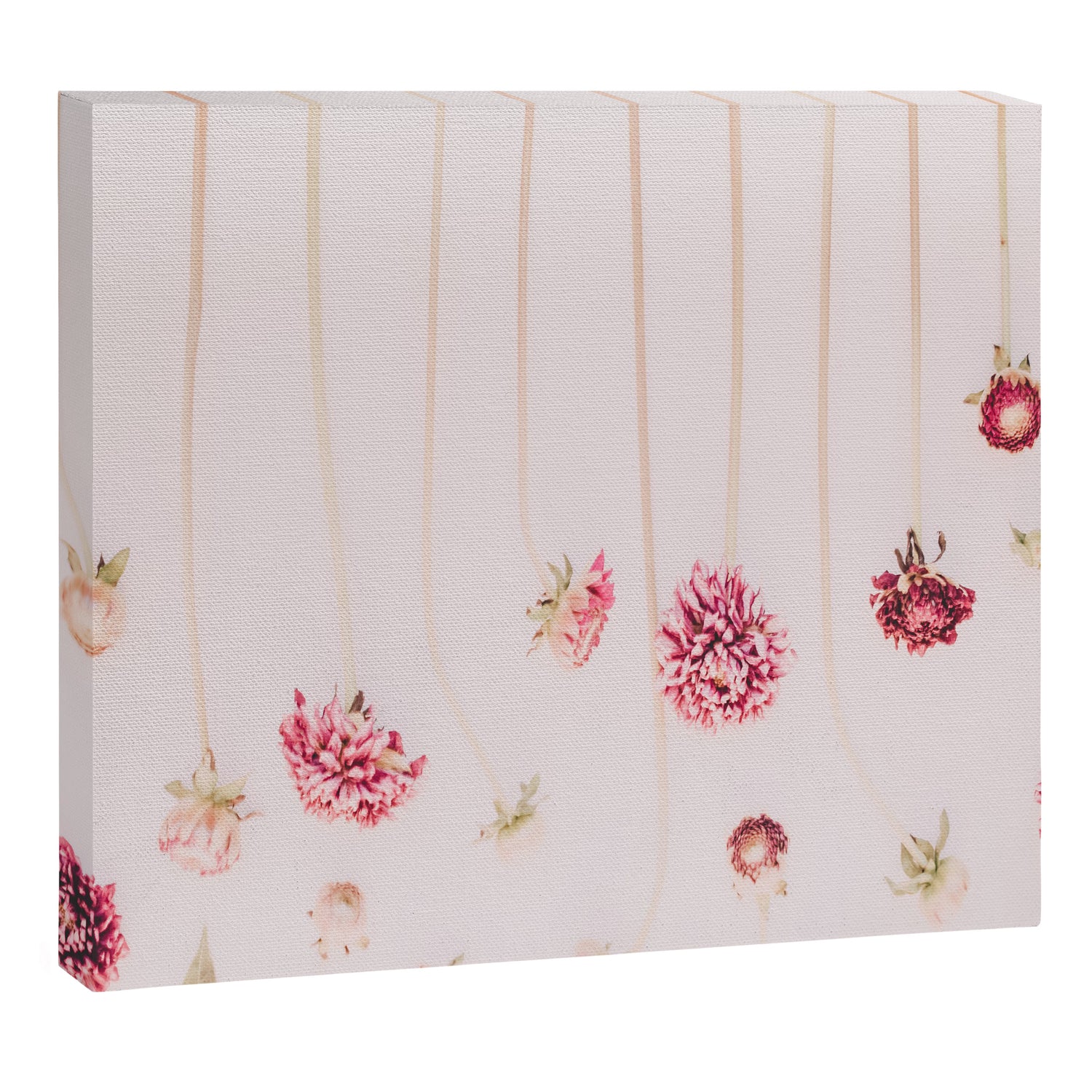 Strawflowers - Pink Flowers by Ingrid Beddoes Canvas Print Gallery Image 3