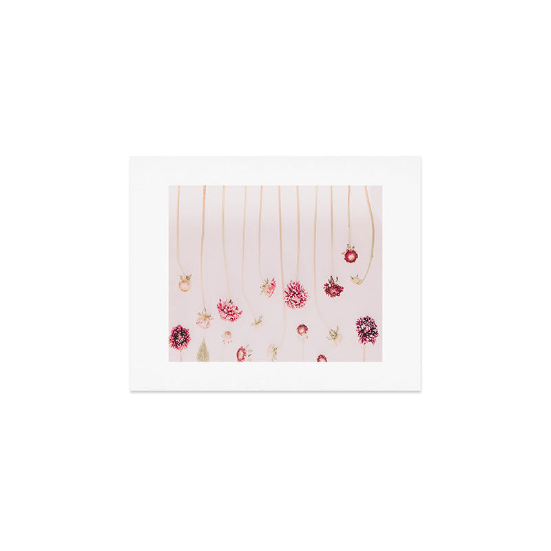 Strawflowers - Pink Flowers by Ingrid Beddoes Art Print Gallery Image 1