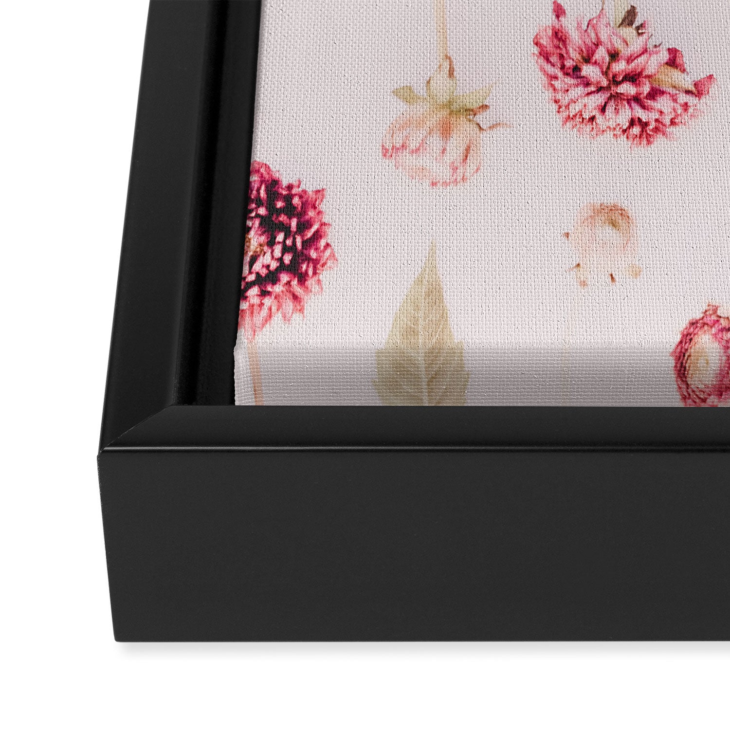 Strawflowers - Pink Flowers by Ingrid Beddoes Framed Canvas Print Gallery Image 3