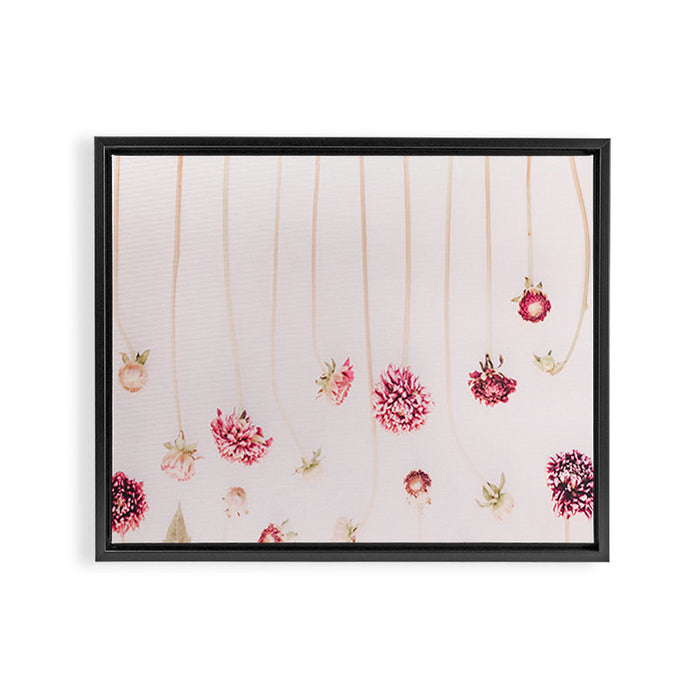 Strawflowers - Pink Flowers by Ingrid Beddoes Framed Canvas Print Gallery Image 1