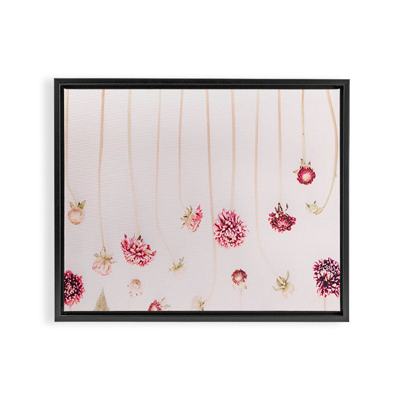 Strawflowers - Pink Flowers by Ingrid Beddoes Framed Canvas Print Gallery Image 12