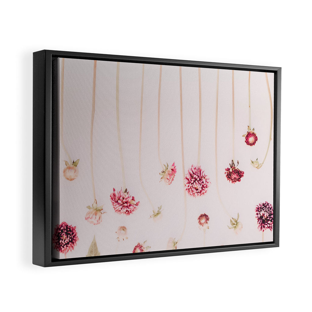 Strawflowers - Pink Flowers by Ingrid Beddoes Framed Canvas Print Gallery Image 2