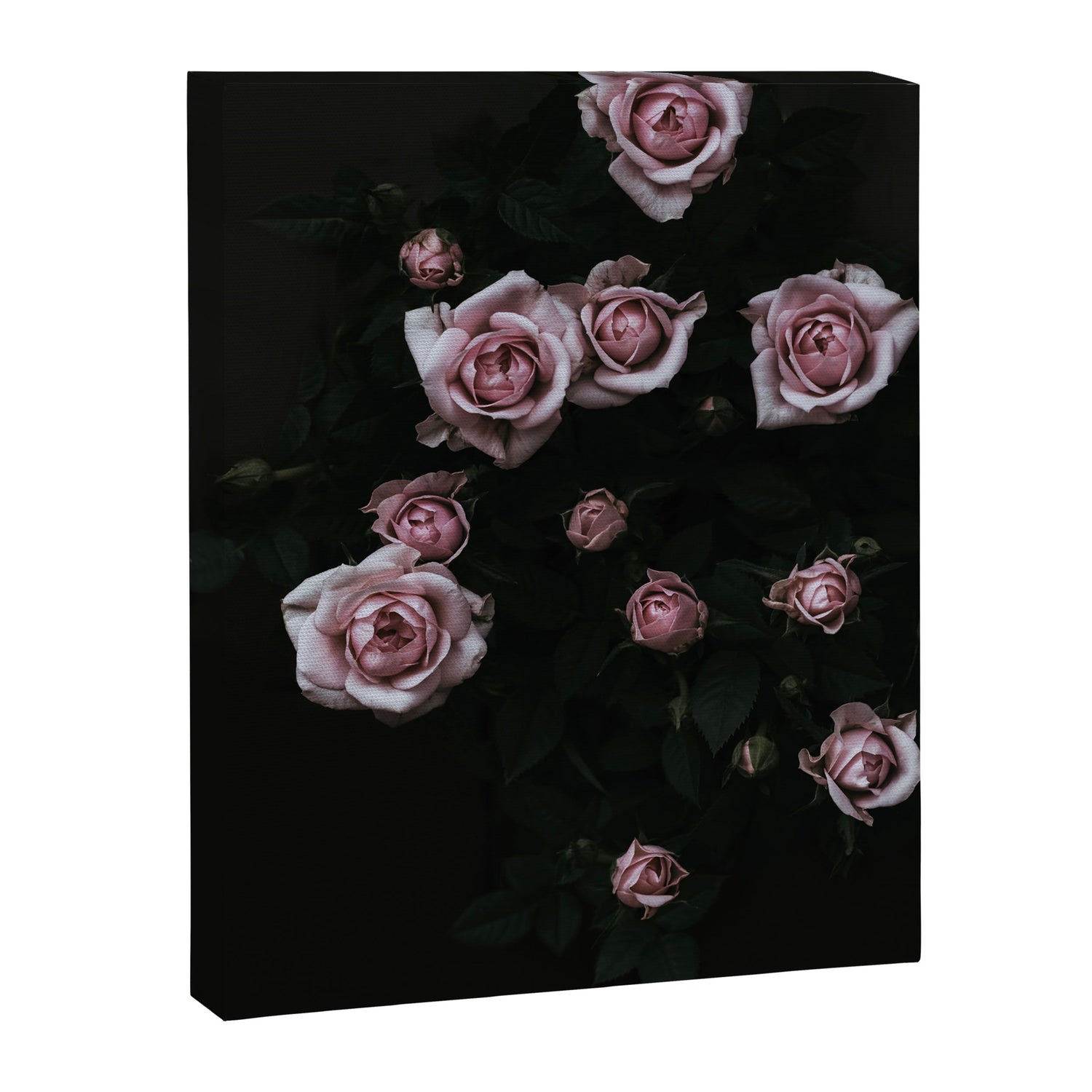 Velvet Rose Pink - Elegant Rose Flower photography by Ingrid Beddoes Canvas Print Gallery Image 3