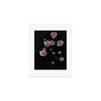 Velvet Rose Pink - Elegant Rose Flower photography by Ingrid Beddoes Art Print Gallery Image 1
