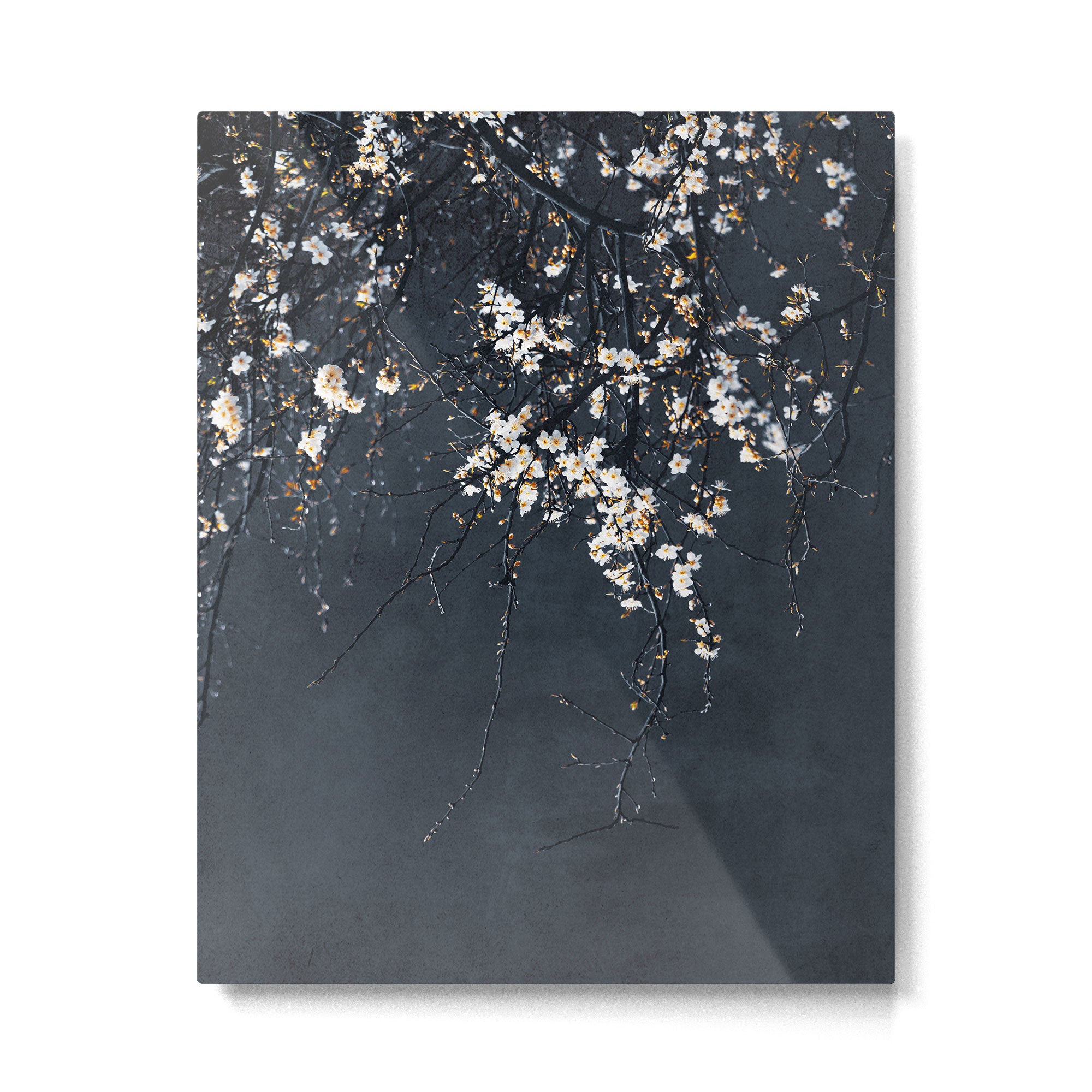 White Blossom Flowers on Blue Texture - Tree - Elegant Floral - Nature photography Metal Print Gallery Image 4