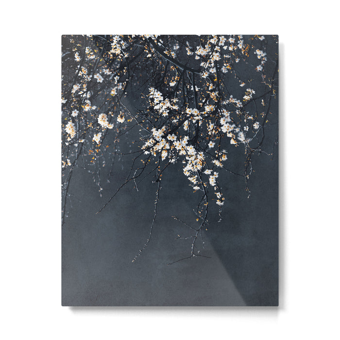 White Blossom Flowers on Blue Texture - Tree - Elegant Floral - Nature photography Metal Print Gallery Image 1