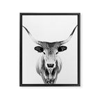 Wild Longhorn Cow Print - Black White Cow Portrait - Animal - Travel photograpy Framed Canvas Print Gallery Image 8