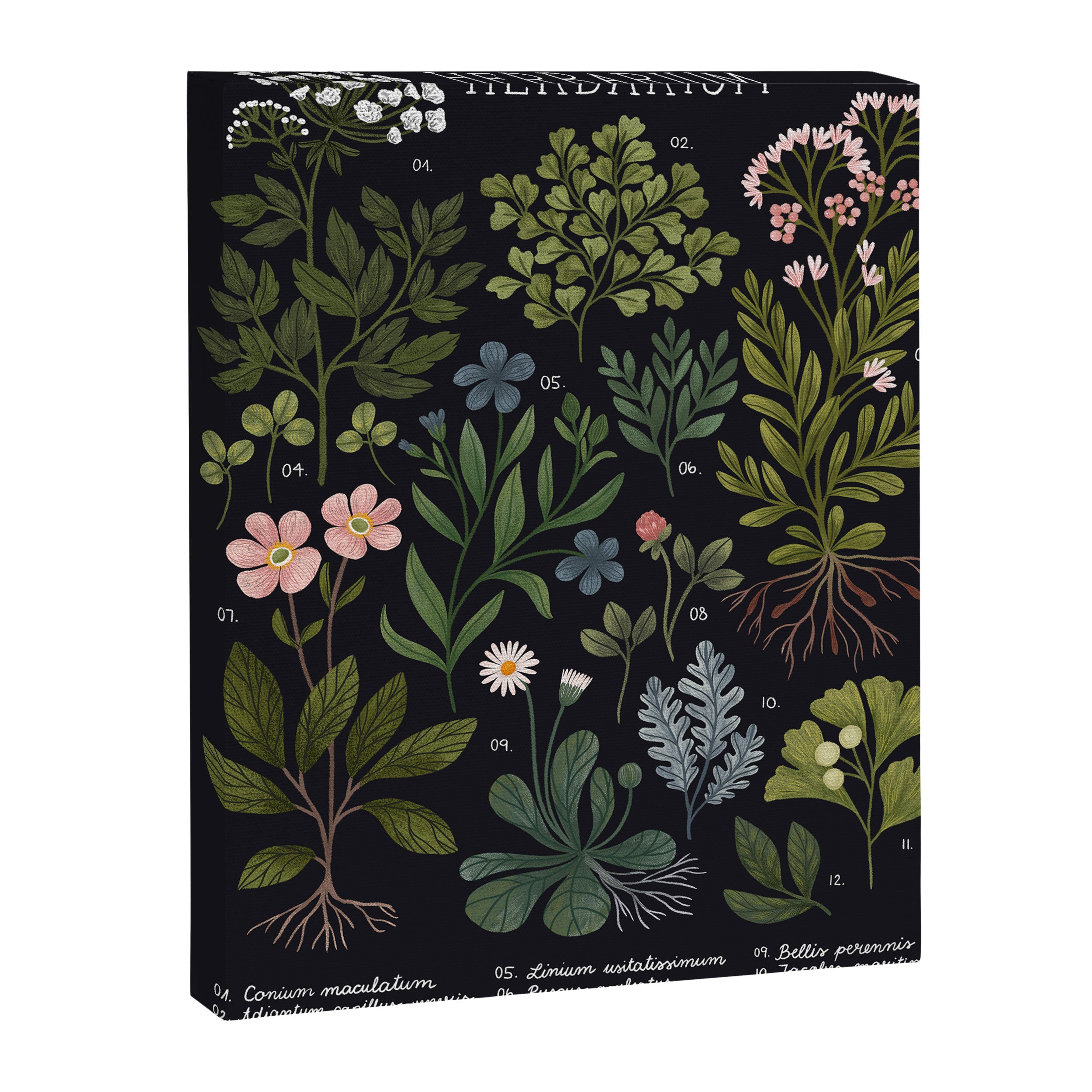 Herbarium ~ vintage inspired botanical art print ~ black Canvas Print Gallery Image 6