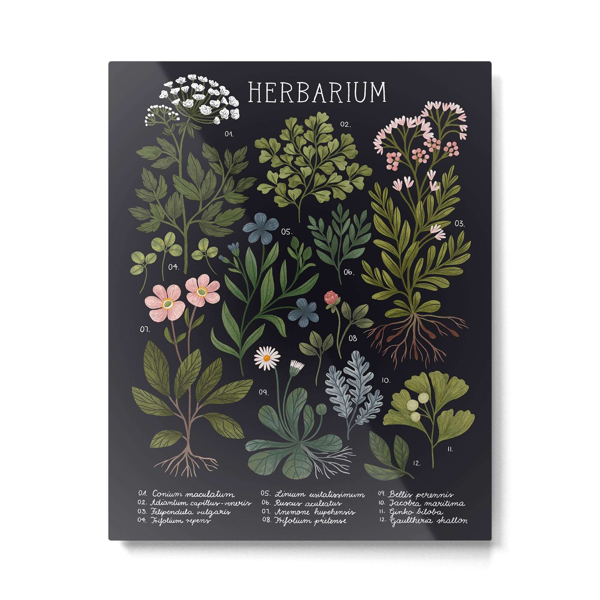 Herbarium ~ vintage inspired botanical art print ~ black Metal Print Gallery Image 4