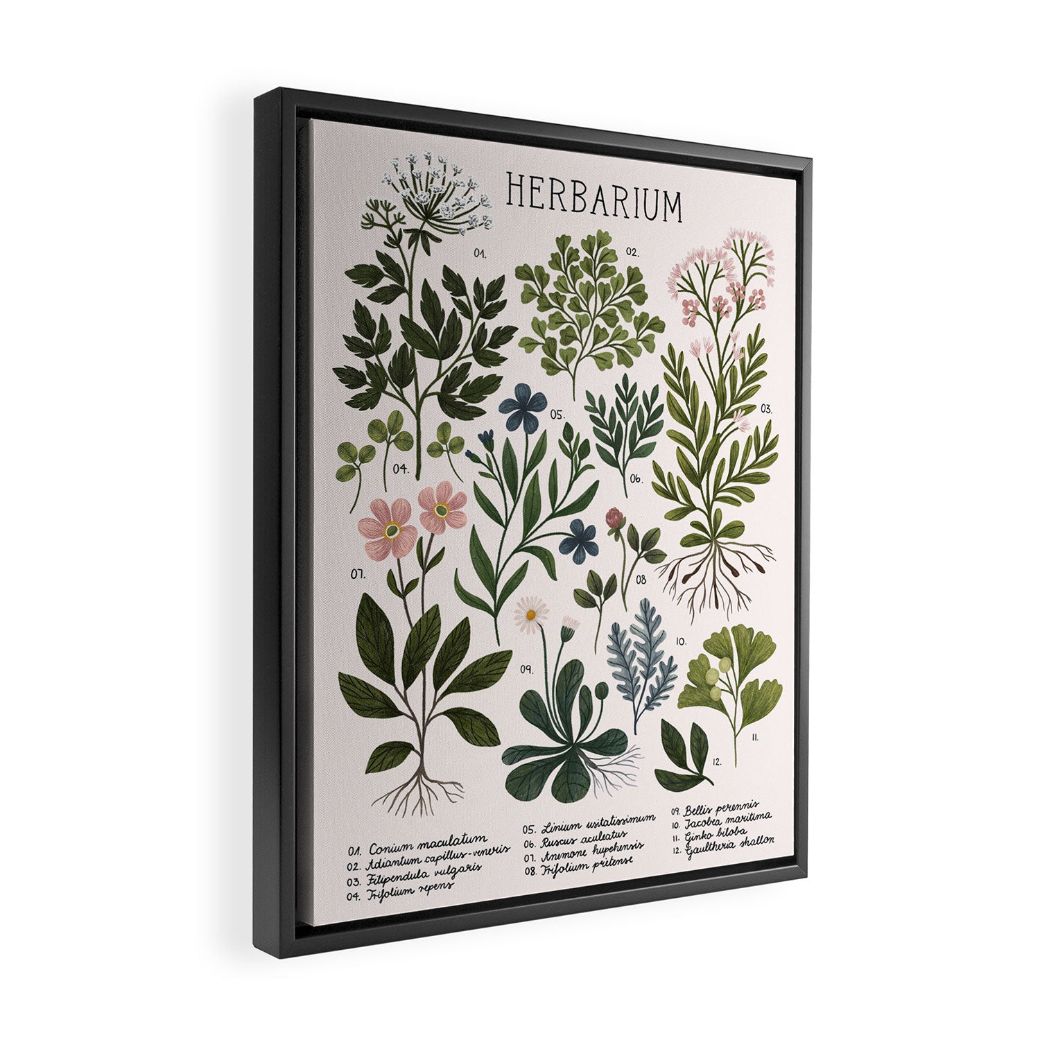 Herbarium ~ vintage inspired botanical art print ~ white Framed Canvas Print Gallery Image 2