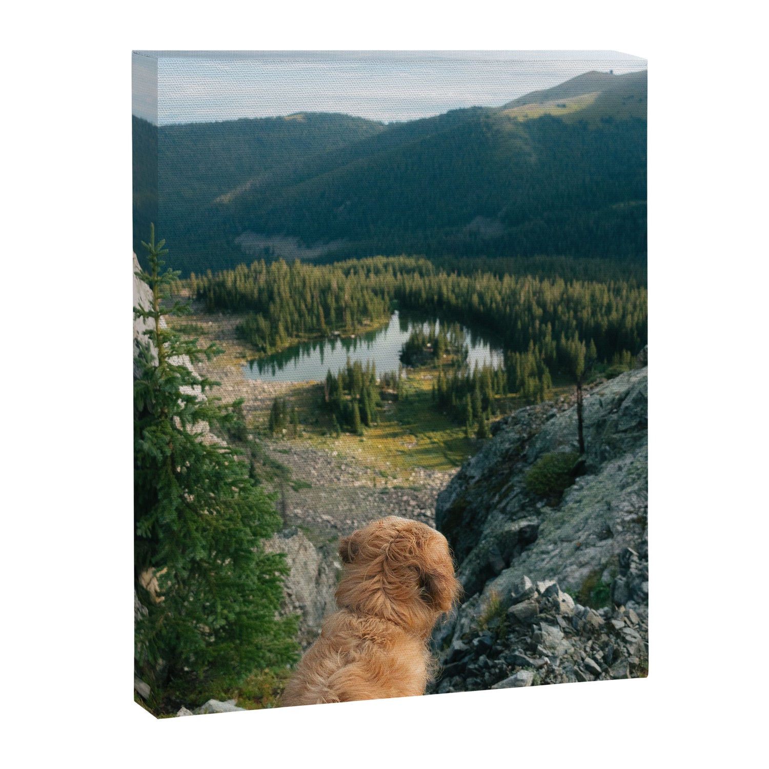 Lookout Enzo Canvas Print Gallery Image 6
