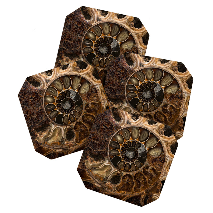 Earth treasures - Fossil in brown tones Coaster Gallery Image 1