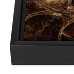 Earth treasures - Fossil in brown tones Framed Canvas Print Gallery Image 3