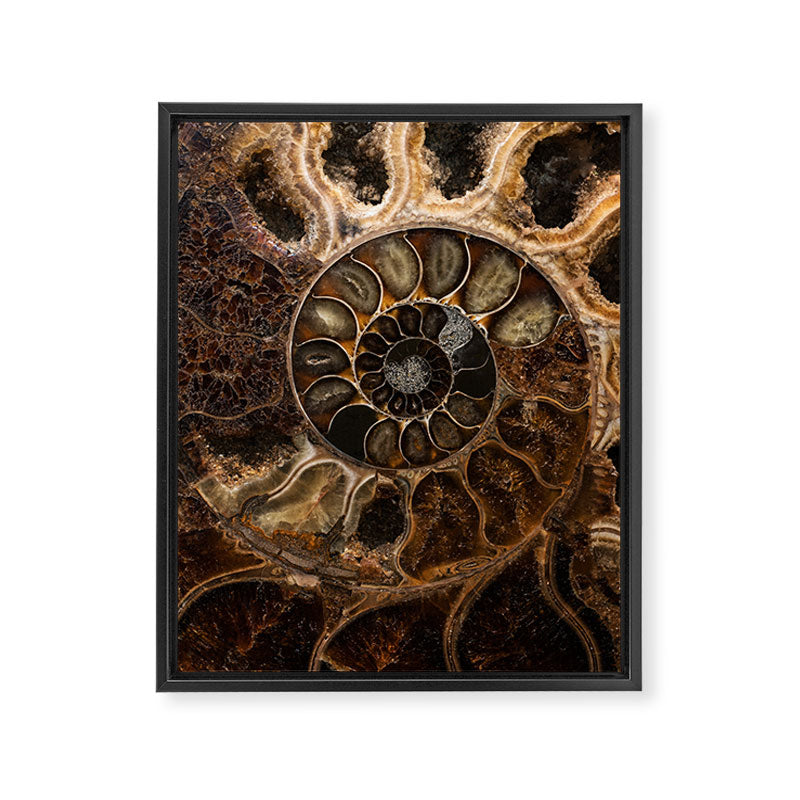Earth treasures - Fossil in brown tones Framed Canvas Print Gallery Image 6