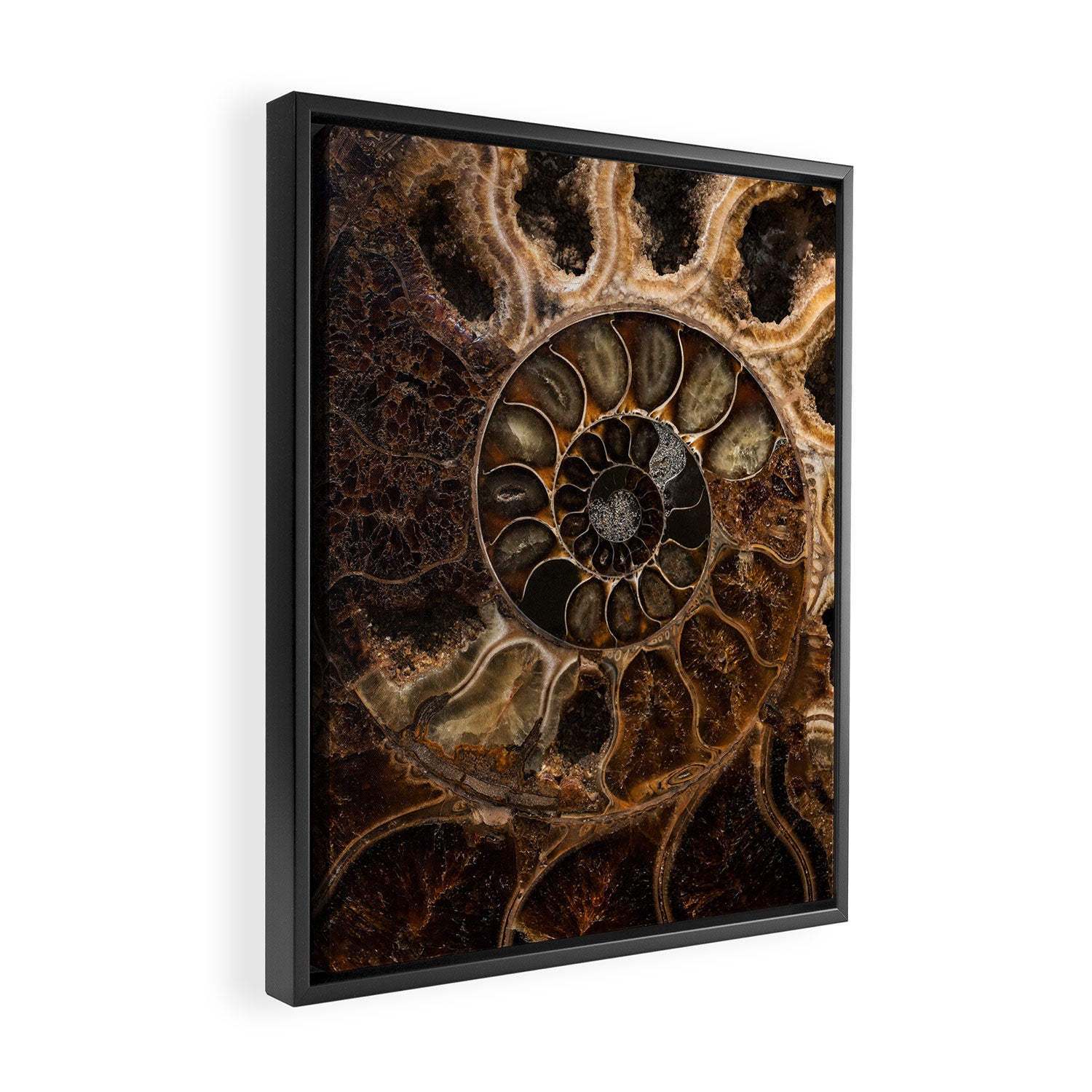 Earth treasures - Fossil in brown tones Framed Canvas Print Gallery Image 2