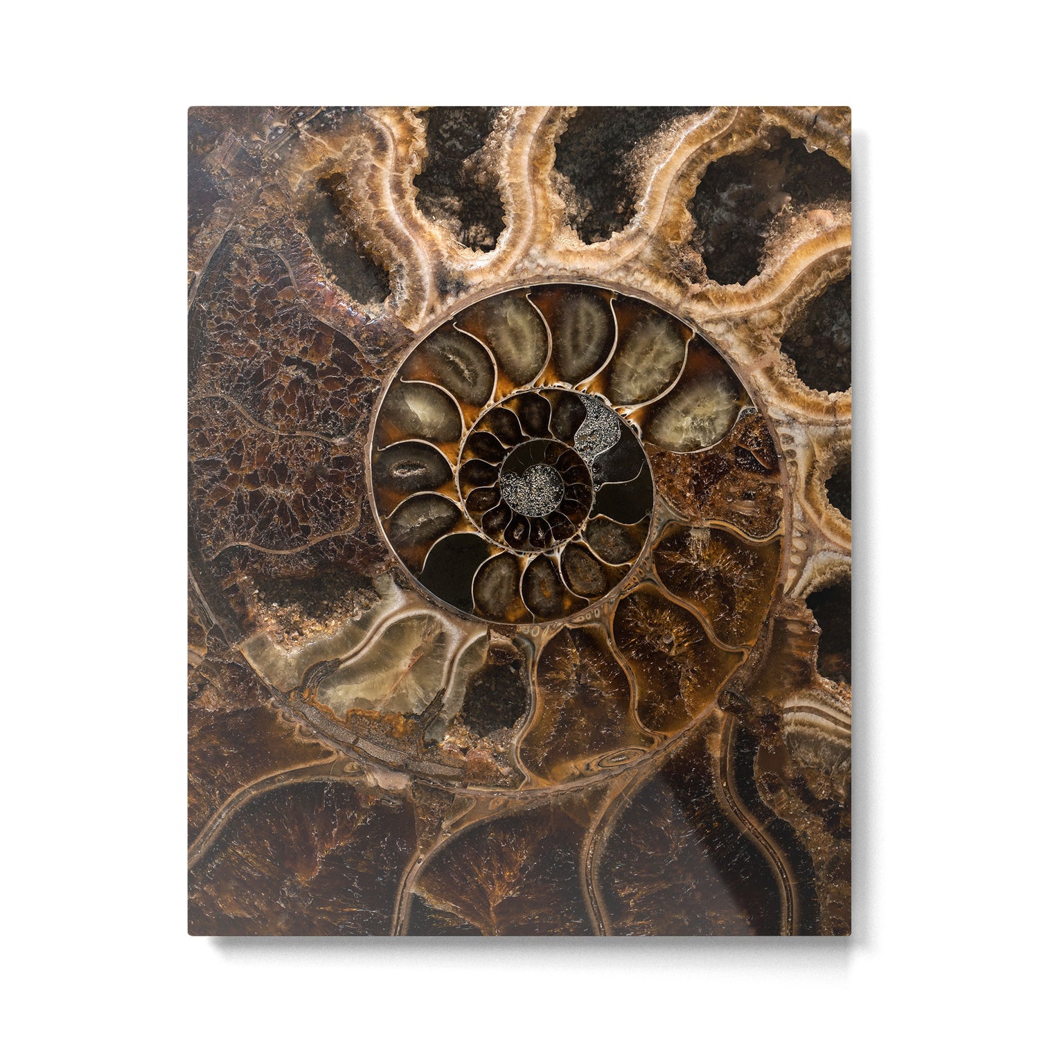 Earth treasures - Fossil in brown tones Metal Print Gallery Image 4