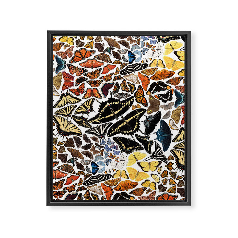 Butterflies of North America Pattern Framed Canvas Print Gallery Image 8