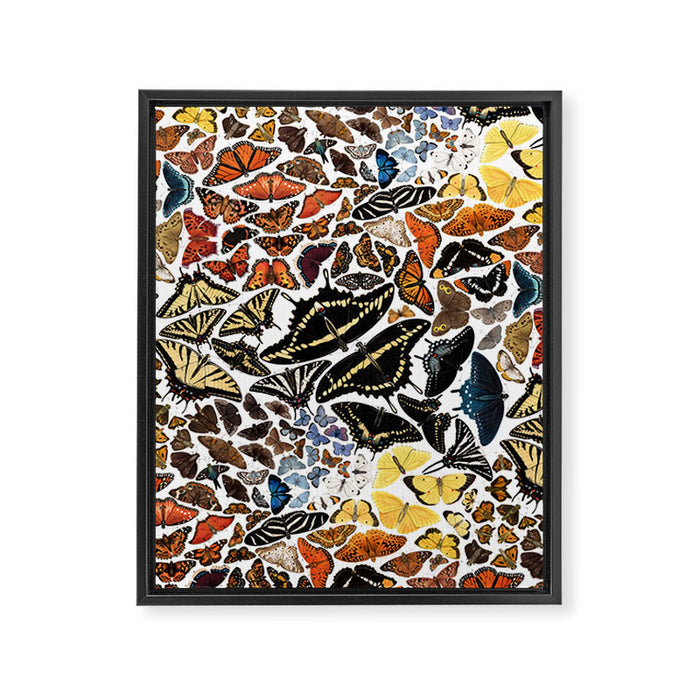 Butterflies of North America Pattern Framed Canvas Print Gallery Image 1