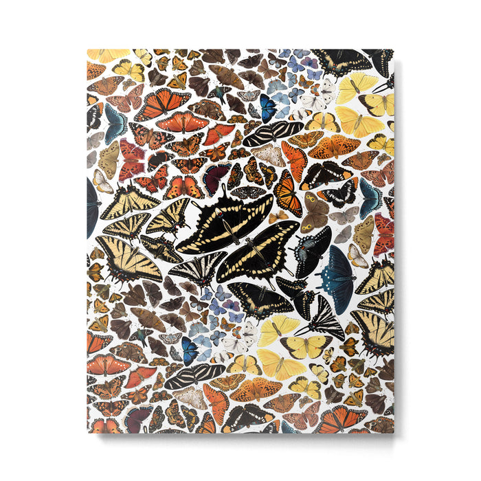 Butterflies of North America Pattern Metal Print Gallery Image 1