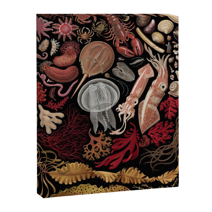 Intertidal Life of the North Atlantic (without species list) Canvas Print Gallery Image 1