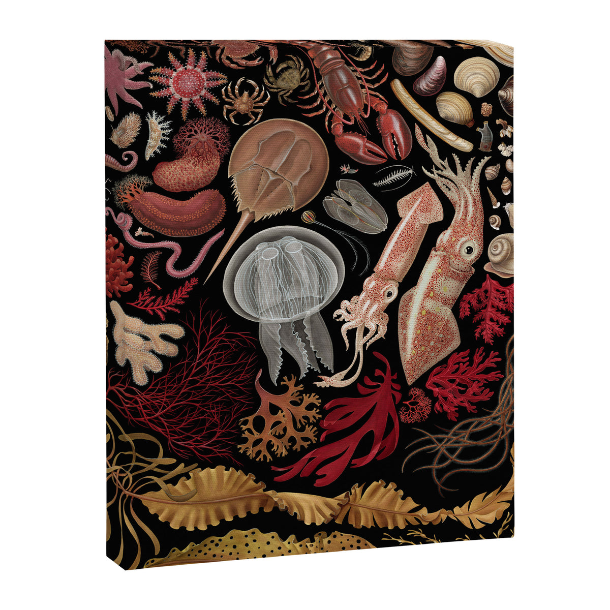 Intertidal Life of the North Atlantic (without species list) Canvas Print Gallery Image 8