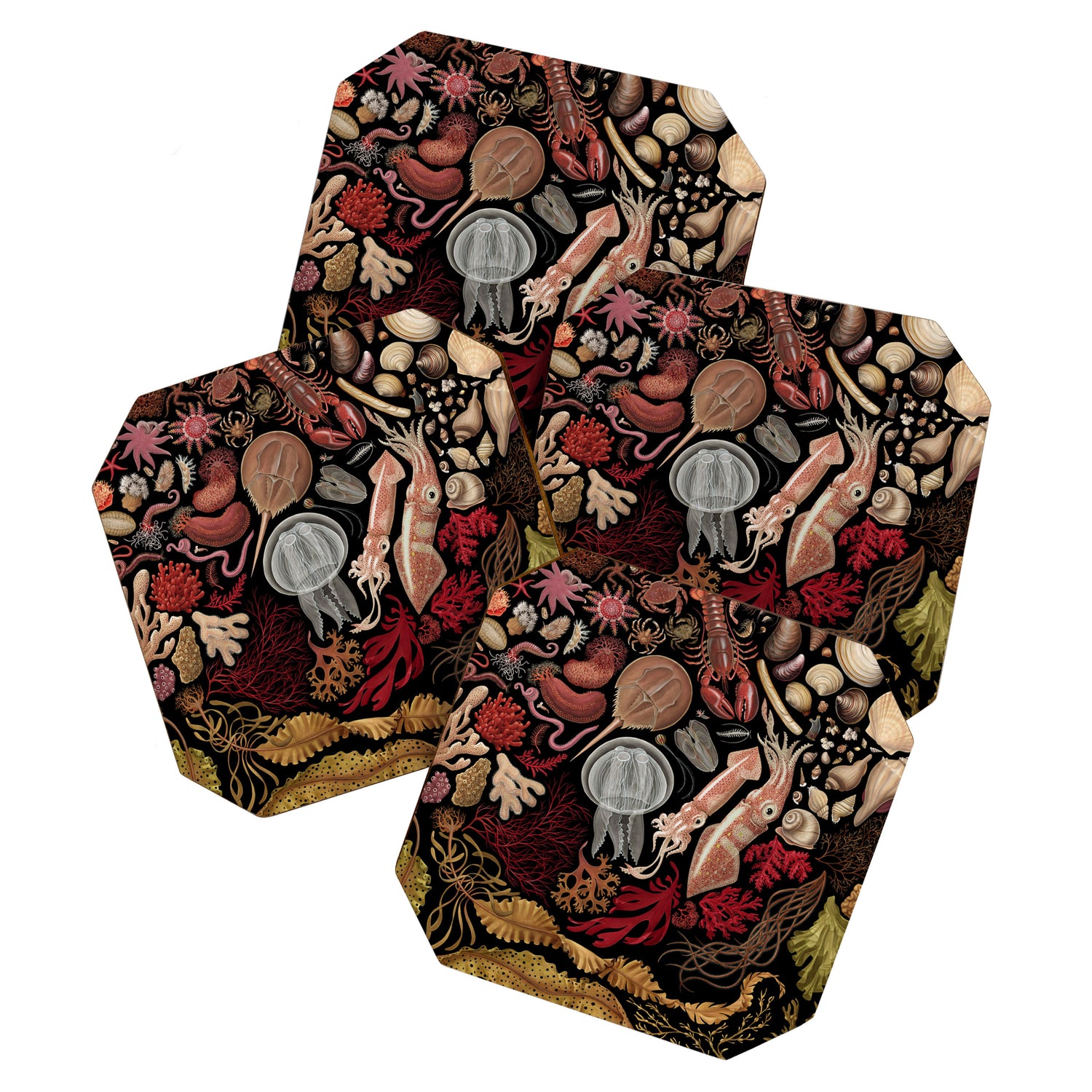 Intertidal Life of the North Atlantic (without species list) Coaster Gallery Image 1