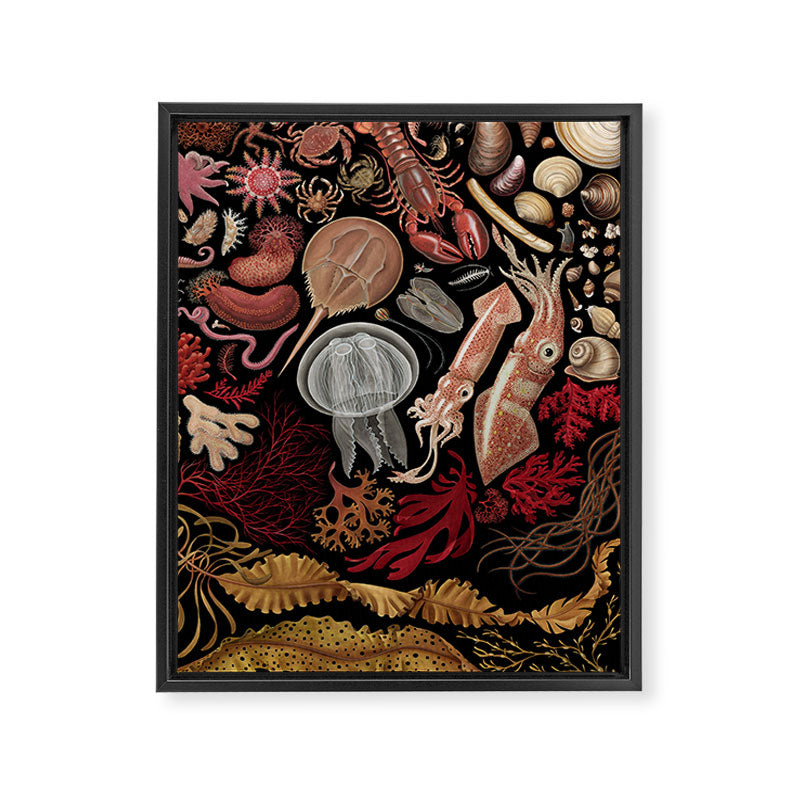 Intertidal Life of the North Atlantic (without species list) Framed Canvas Print Gallery Image 8