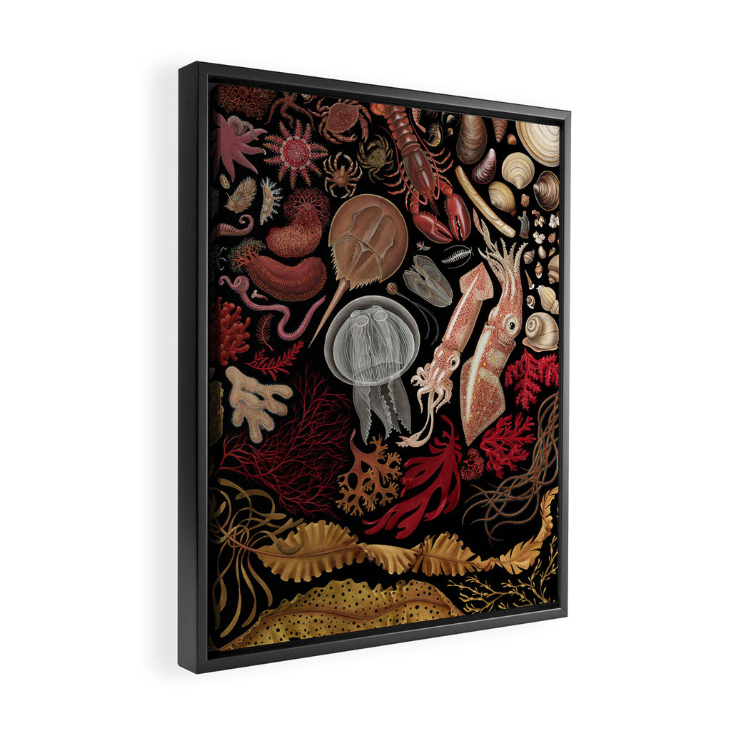 Intertidal Life of the North Atlantic (without species list) Framed Canvas Print Gallery Image 2