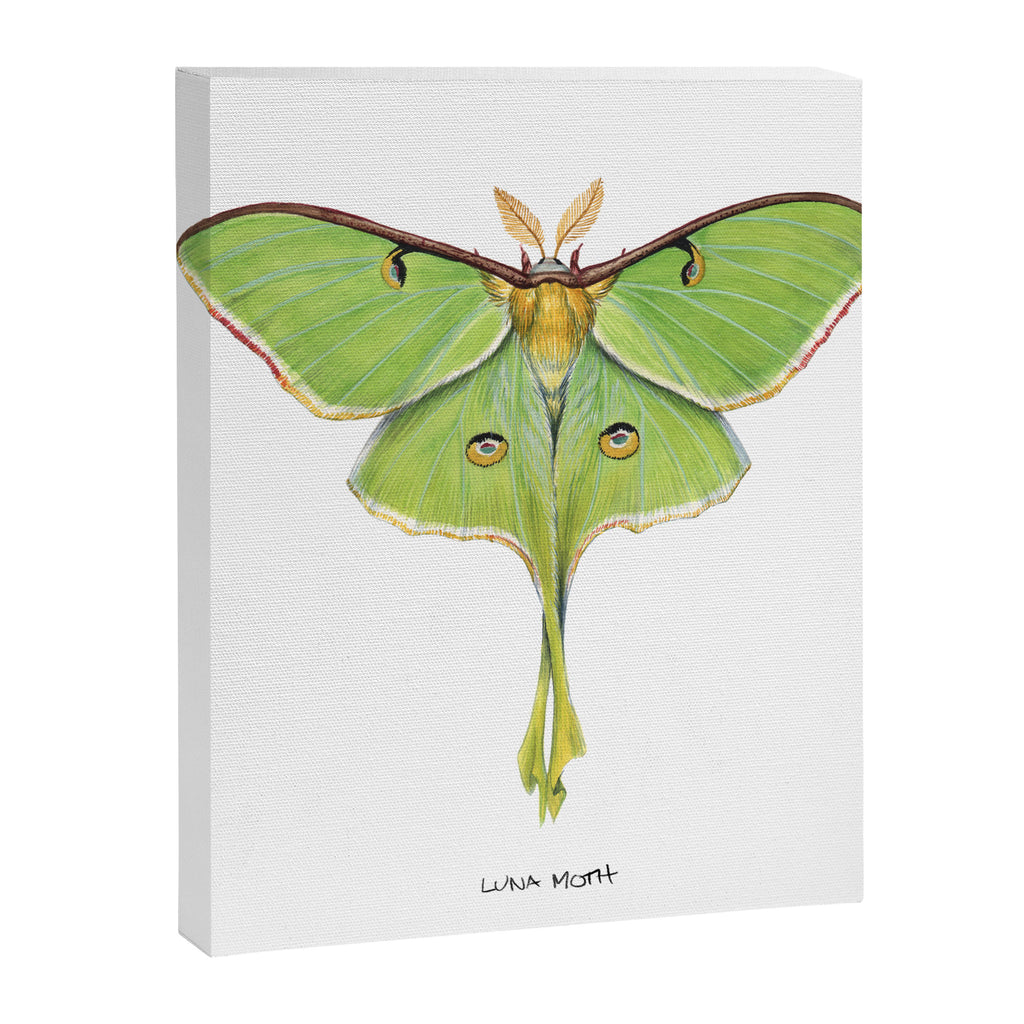 Luna Moth (Actias luna) II Canvas Print Gallery Image 6