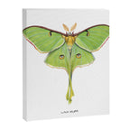 Luna Moth (Actias luna) II Canvas Print Gallery Image 6