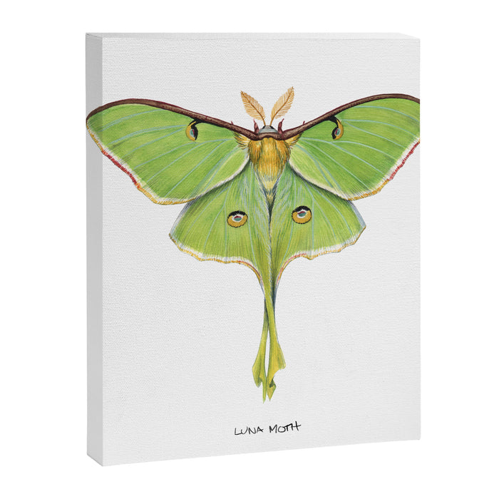 Luna Moth (Actias luna) II Canvas Print Gallery Image 1