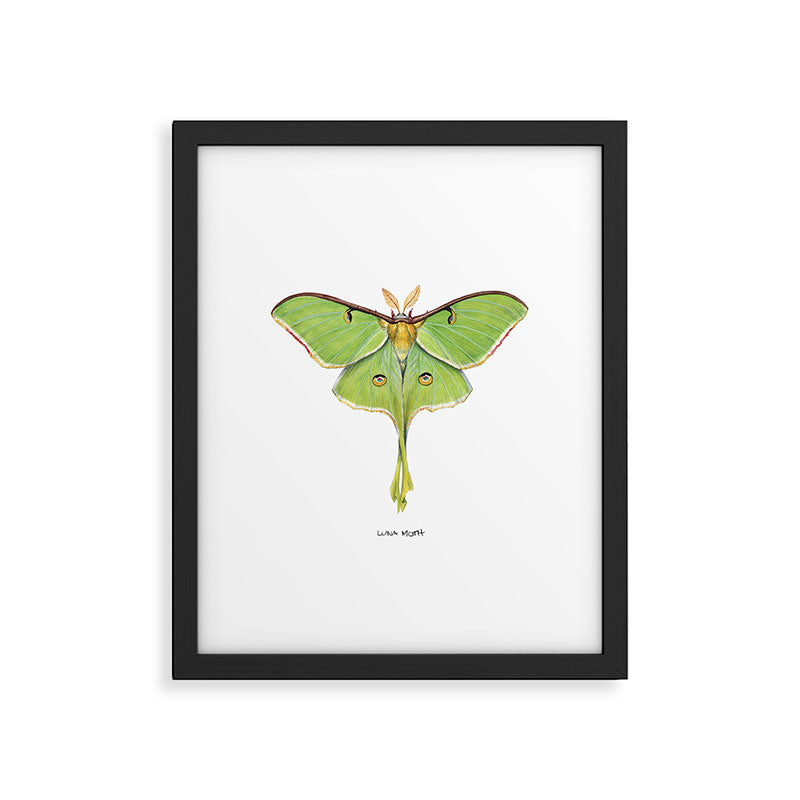 Luna Moth (Actias luna) II Framed Art Print Gallery Image 5