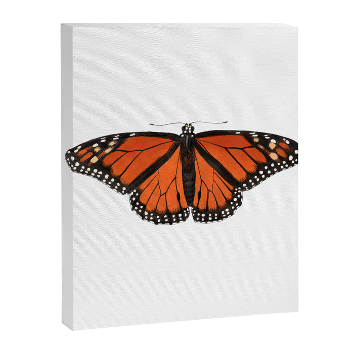 Monarch (Danaus plexippus) Canvas Print Gallery Image 1